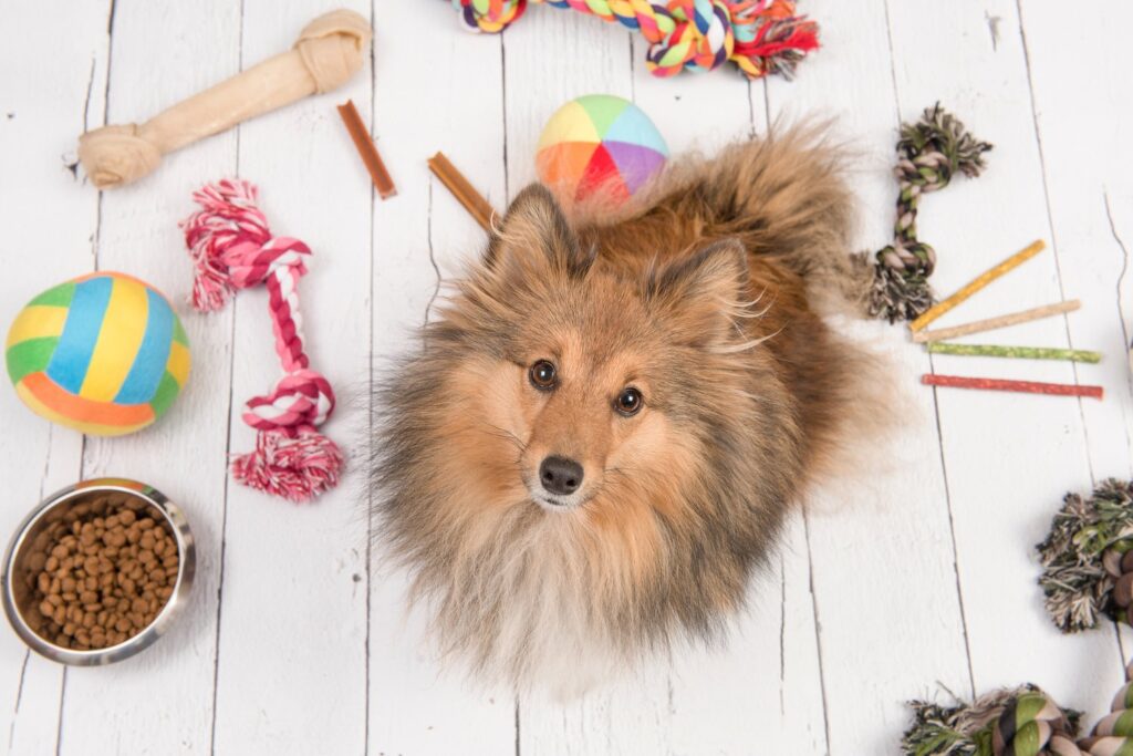 Decluttering Tips for Pet Owners: How to Keep Your Buffalo Home Clean and Organized