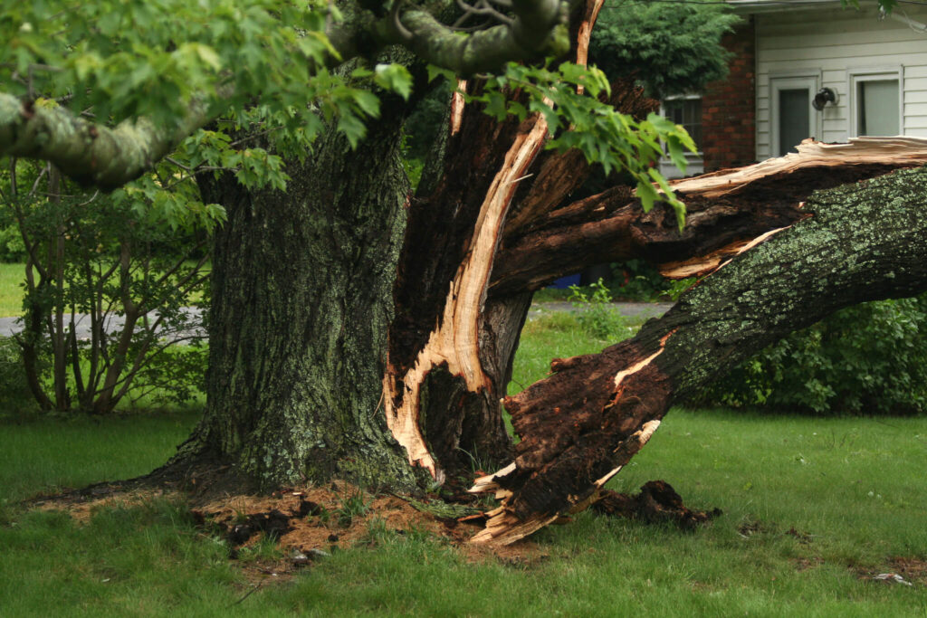 Seasonal Yard Waste Disposal: Junk Removal Tips for Buffalo Gardens