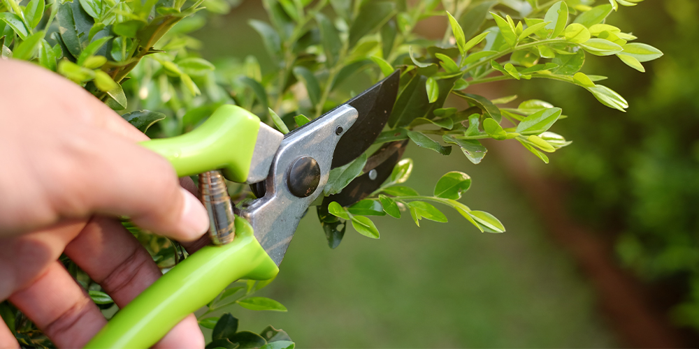 Seasonal Yard Waste Disposal: Junk Removal Tips for Buffalo Gardens