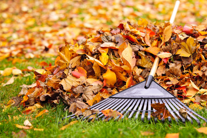 Seasonal Yard Waste Disposal: Junk Removal Tips for Buffalo Gardens