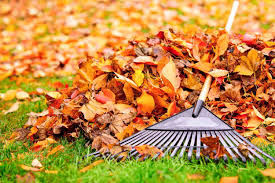 Yard Waste Removal Tips for Buffalo Spring Cleanup